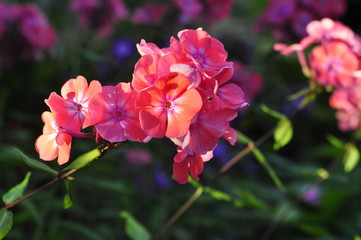 Fototapeta na wymiar Pink Phlox blooms in the garden