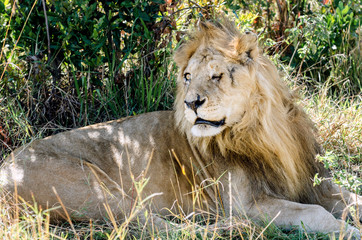Adult lion with an injured face, Maasai Mara National Reserve, Kenya