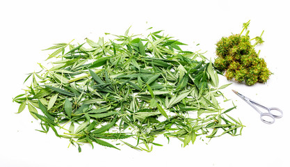 Cannabis, Buds, Pflanzenreste und Scheere.