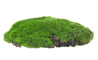 Green forest moss isolated on a white background