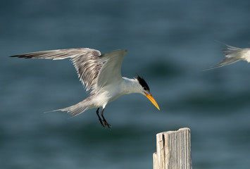 Greater Crested Tern capturing the resting place at Busaiteen coast, Bahrain