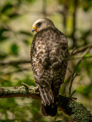 Red-shouldered Hawk