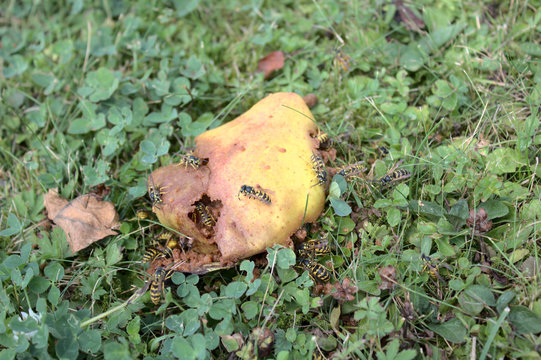 Viele Wespen an einer Birne