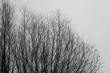Bezlistne gałęzie w mglisty zimowy dzień - obrazy, fototapety, plakaty
