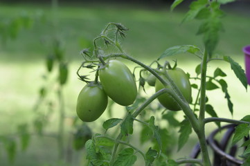 Fototapeta premium Green tomatoes in the garden