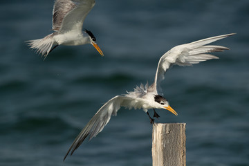 Greater Crested Tern fight for wooden log at Busaiteen coast, Bahrain.