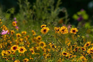 Obraz premium flower meadow with coreopsis - tickseed for the variety of species