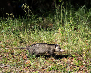 Opossum Animal Stock Photos. Opossum foraging in the field displaying brown grey fur, body, head, eye, pink nose, tail, feet, in its habitat with a foliage background. Image. Picture. Portrait.