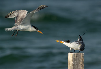 Greater Crested Tern approaching other for wooden log at Busaiteen coast, Bahrain
