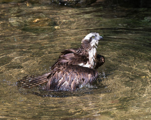 Osprey Bird Stock Photos.  Osprey close-up profile view with spread wings, in the water in its habitat displaying wet brown feather plumage, tail, head, eye, beak. Image. Picture. Portrait.