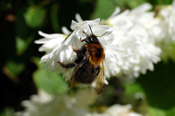 A selective focus shot of a carder-bee on a white blossom - Stockphoto