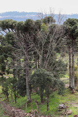 pine trees in the forest