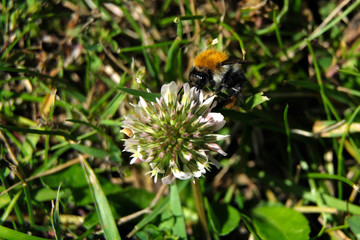 A selective focus shot of a bumblebee on a clover flower on lawn - Stockphoto