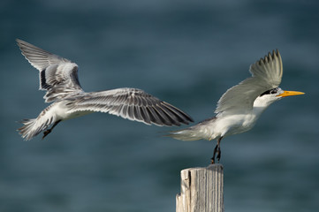 Greater Crested Tern pushing other from the wooden log at Busaiteen coast, Bahrain