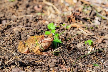 Toad, or the present toad (lat. Bufonidae) on a bright sunny autumn day. Moscow region, Russia.