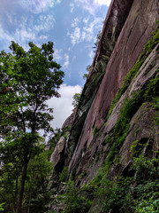 tree in the mountains