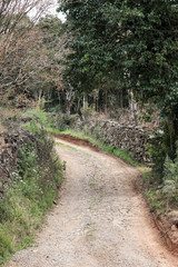 Fototapeta premium path in the forest