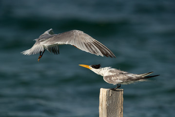 Greater Crested Tern approaching to capture the wooden log at Busaiteen coast, Bahrain