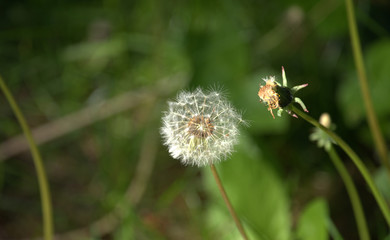 Puff-ball (Taraxacum officinale) somewhere in Poland.