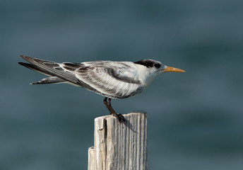 Juvenile Greater Crested Tern perched on a wooden log at  Busaiteen coast of Bahrain