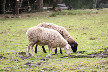 sheep and lamb