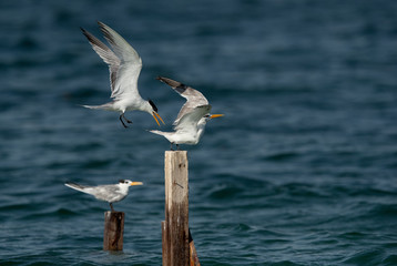 Greater Crested Tern trying to capture the wooden log at Busaiteen coast, Bahrain