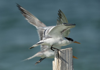 Greater Crested Tern fight for wooden log at Busaiteen coast, Bahrain