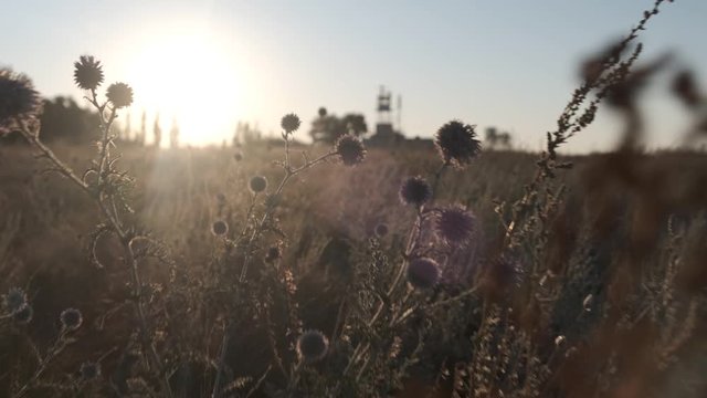 burdock burdock against the blue sky at sunrise. the camera moves smoothly in the thick of grass, the sun's rays make their way through the leaves.