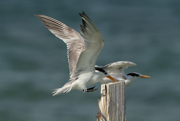 Greater Crested Tern approaching other for wooden log at Busaiteen coast, Bahrain