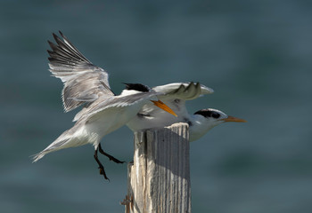 A Greater Crested Tern trying to occupy the  wooden log at Busaiteen coast, Bahrain
