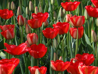 field of red tulips
