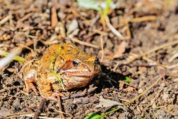 Amphibious tailless toad (Latin Bufonidae) or just a toad on a bright sunny autumn day. Moscow region, Russia.
