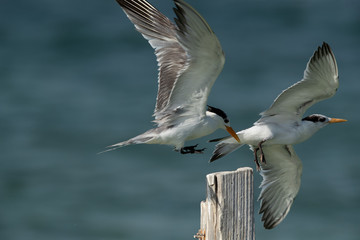 Greater Crested Tern pushing other from wooden log at Busaiteen coast, Bahrain
