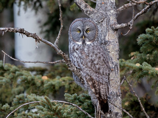 Great Gray Owl perched