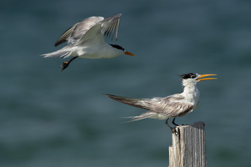 Greater Crested Terns at Busaiteen coast, Bahrain