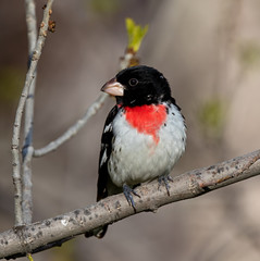 Male Rose-breasted Grosbeak perched in Calgary backyard during migration