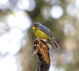 Canada Warbler perching on a tree stump