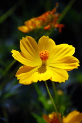 Flor de la montaña