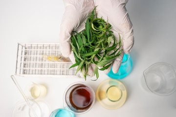 Closeup hand of scientist holding marijuana leaves, Scientist analytics marijuana for alternative healing, Disease treatment by marijuana.