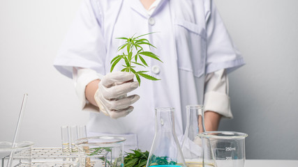 Closeup hand of scientist holding marijuana leaves, Scientist analytics marijuana for alternative...