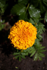 close up of orange marigold