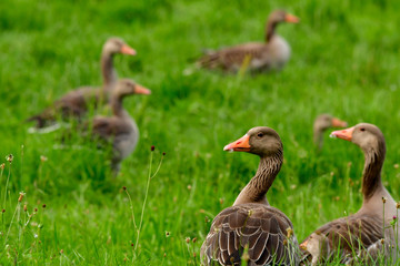 wild greylag geese make a break and eating grass in meadow
