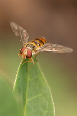 hoverfly on a leaf