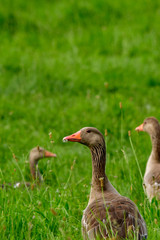 wild greylag geese make a break and eating grass in meadow