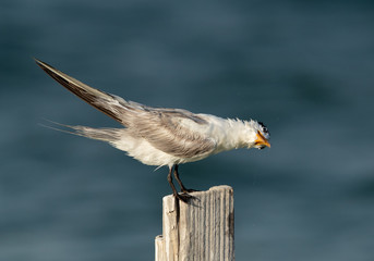 Greater Crested Tern shaking its head to remove water at Busaiteen coast, Bahrain