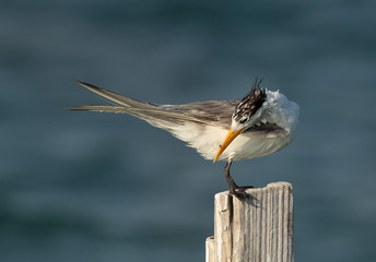 Greater Crested Tern preening at Busaiteen coast, Bahrain