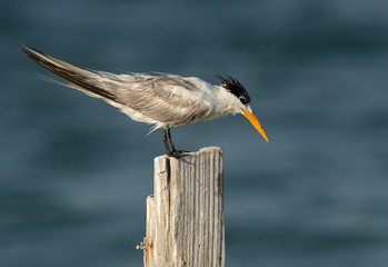 Closeup of  a Greater Crested Tern at Busaiteen coast, Bahrain
