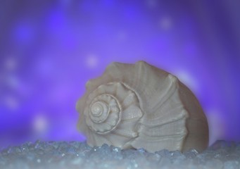 Obraz na płótnie Canvas close up of a pear whelk seashell on salt on a beautiful luminous blue bokeh background fine art abstract photography 