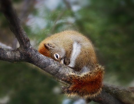 Close up of a cute baby squirrel falling asleep  in a tree