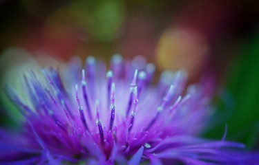 Awesome close up of a purple centaurea flower on a bright multicolred bokeh background fine art photography